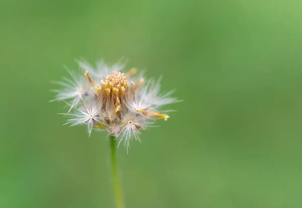 Närbild Frön Tridax Procumbens Coat Knappar Blommor Blommar Med Gula — Stockfoto