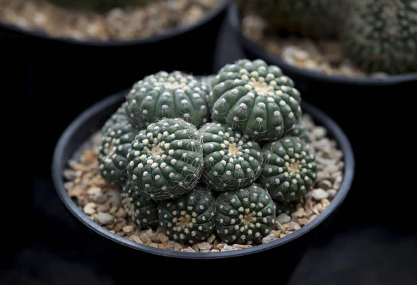Primo Piano Del Cactus Astrofita Cactus Succulento Steli Verde Scuro — Foto Stock