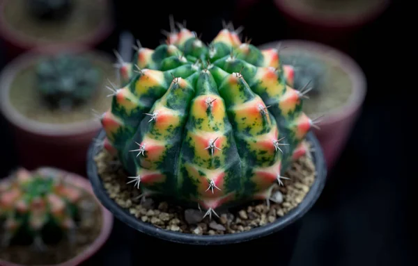 Gymnocalycium kaktüsünün yakın çekimi. Renkli popüler sulu kaktüs gövdesi yuvarlak şekiller ve bebek odasındaki keskin dikenler. Bahçede ya da oda dekorasyonunda kullanılacak süs bitkisi..