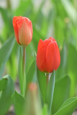 Bahçede açan turuncu lale çiçeklerinin yakın plan görüntüsü bulanık arka planda yumuşak bir sabah ışığı ile. 