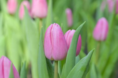 Bahçede açan tatlı pembe lale çiçeklerinin yakın planda bulanık bir arkaplanda sabah güneşiyle. 