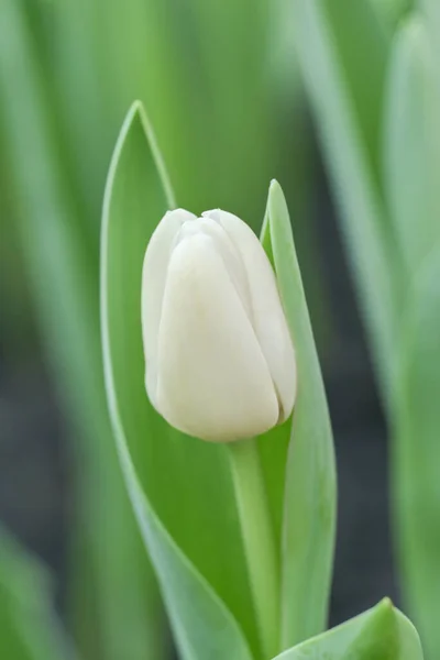 Close-up of a pure white tulip flower blooming in the garden with soft morning sunlight on a blurred background.