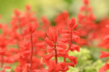 Kırmızı Salvia çiçeklerinin çiçek arkaplanı bulanık bir arka planda bahçede doğal yumuşak güneş ışığıyla çiçek açıyor..