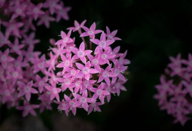 Yakın plan pembe Pentas çiçekleri. Karanlık bir arka planda, yumuşak güneş ışığı altında çiçek açarlar..