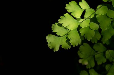 Close-up of Adiantum plants, black stalk fern leaf in the natural under sunlight illuminating in a garden on a dark background and free space for text. clipart