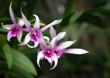 Mor-beyaz Dendrobium orkide çiçeklerinin yakın plan görüntüsü. Bulanık yeşil arka planda tropik bahçede çiçek açıyor..