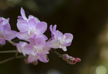 Yumuşak mor Phalaenopsis orkide çiçeklerinin yakın plan koyu ve bokeh bir arka planda tropik bahçede çiçek açması.