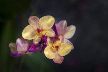 Spatthoglottis orkidelerinin koyu arkaplanda çiçek açması. Tropikal bahçede renkli orkide çiçekleri.