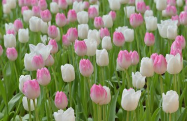 Canlı bir lale tarlası, beyaz ve pembe taç yapraklarının karışımını sergiliyor. Laleler yemyeşil sapları ve yaprakları zengin bir zemin oluşturan gür ve renkli bir manzara yaratıyor..