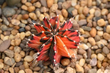Renkli Gymnocalycium kaktüsünün yakın çekimi. Kaktüsler yuvarlak şekilli ve sivri dikenli küme benzeri bitkilerdir. Süs bitkisi bahçeyi süslemek için kullanılıyor..