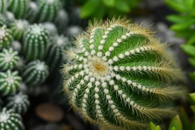 Parodia kaktüsünün ya da Eriocactus 'un yakın çekiminde yeşil gövde yuvarlak ve dikenli gövdeleri vardır. Süs bitkisi bahçeyi süslemek için kullanılıyor..