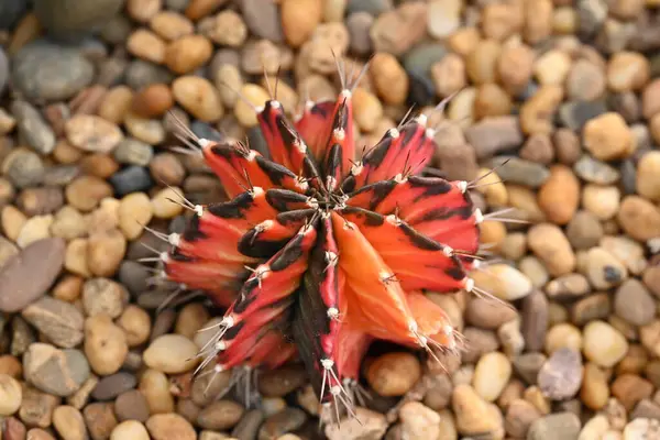 Renkli Gymnocalycium kaktüsünün yakın çekimi. Kaktüsler yuvarlak şekilli ve sivri dikenli küme benzeri bitkilerdir. Süs bitkisi bahçeyi süslemek için kullanılıyor..