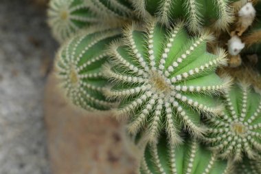 Parodia kaktüsünün ya da Eriocactus 'un yakın çekiminde yeşil gövde yuvarlak ve dikenli gövdeleri vardır. Süs bitkisi bahçeyi süslemek için kullanılıyor..