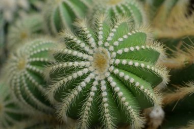 Parodia kaktüsünün ya da Eriocactus 'un yakın çekiminde yeşil gövde yuvarlak ve dikenli gövdeleri vardır. Süs bitkisi bahçeyi süslemek için kullanılıyor..