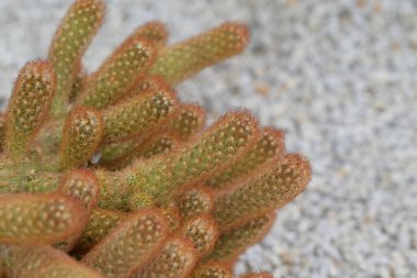 Mammillaria Elongata kaktüsünün ya da Ladyfinger kaktüsünün yakın çekimi, gövdesinin etrafında silindirik şekilli, küçük dikenli bitkilere benzer. Süs bitkisi bahçeyi süslemek için kullanılıyor..