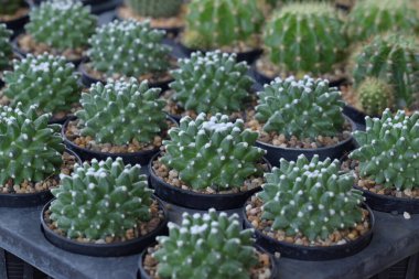 Saksı bitkisindeki Mammillaria kaktüsünün yakın çekimi. Kaktüsler yeşil, yuvarlak şekilleri ve beyaz yünleri var. Süs bitkisi bahçeyi süslemek için kullanılıyor..