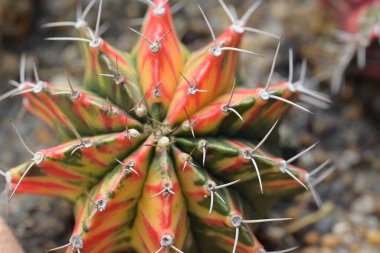 Renkli Gymnocalycium kaktüsünün yakın çekimi. Kaktüsler yuvarlak şekilli ve sivri dikenli küme benzeri bitkilerdir. Süs bitkisi bahçeyi süslemek için kullanılıyor..