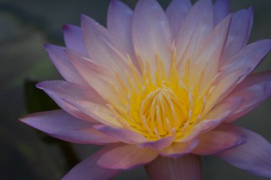 Mor-pembe nilüfer çiçeği ve sarı polenin tam çiçeklenme hali. Nilüfer çiçeği, çiçeğin canlı renklerini vurgulayan karanlık bir arka planda, yumuşak bir sabah güneşi altında çiçek açıyor..