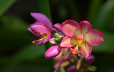 Tropikal bahçede çiçek açan renkli Spatoglottis orkidelerinin yakın çekimi, karmaşık desenlere sahip canlı pembe ve sarı taç yapraklarını sergiliyor. Çiçek, yumuşak ve bulanık arka planda yeşil yapraklarla çevrilidir..