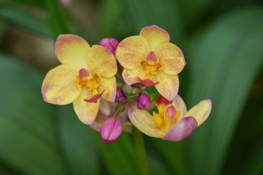 A close-up of colorful Spathoglottis orchids flowers blooming in the tropical garden, showcasing its vibrant pink and yellow petals with intricate patterns. The flower is surrounded by green foliage in a softly blurred background. clipart