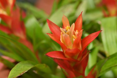 Turuncu ve sarı renkli canlı bir bromeliad çiçeğinin yakın çekimi. Çiçeğin cesur renkleri yemyeşil arka plana karşı duruyor. Tropik ve egzotik bir hava yaratıyor..