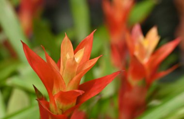 Turuncu ve sarı renkli canlı bir bromeliad çiçeğinin yakın çekimi. Çiçeğin cesur renkleri yemyeşil arka plana karşı duruyor. Tropik ve egzotik bir hava yaratıyor..