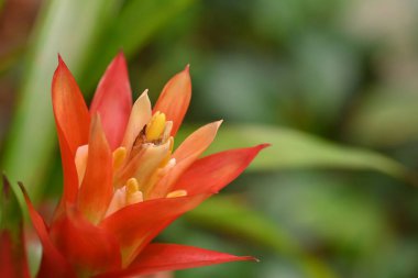 Turuncu ve sarı renkli canlı bir bromeliad çiçeğinin yakın çekimi. Çiçeğin cesur renkleri yemyeşil arka plana karşı duruyor. Tropik ve egzotik bir hava yaratıyor..