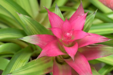 Close-up of a vibrant bromeliad flower with pink and green. The flower's bold colors stand out against the lush green background, creating a tropical and exotic feel. clipart