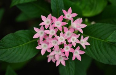 Pentas lanceolata, yıldız şeklinde pembe çiçek kümeleri üreten tropikal bir bitkidir. Bu canlı çiçekler polen taşıyıcıları çeker. Bu da onları bahçeler, sınırlar ve güneşli bölgelerdeki konteynırlar için popüler bir seçim yapar..