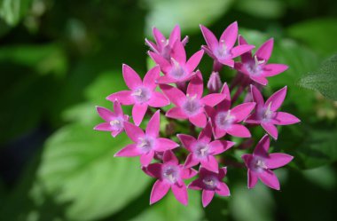 Pentas lanceolata, yıldız şeklinde pembe çiçek kümeleri üreten tropikal bir bitkidir. Bu canlı çiçekler polen taşıyıcıları çeker. Bu da onları bahçeler, sınırlar ve güneşli bölgelerdeki konteynırlar için popüler bir seçim yapar..