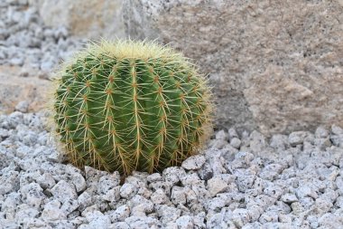 Echinocactus, Fıçı kaktüsü, yeşil saplı, yuvarlak şekilli ve sarı dikenli, kayalık bahçesinde beyaz çakıl taşlarıyla süslenmiş büyük sulu bir bitki..