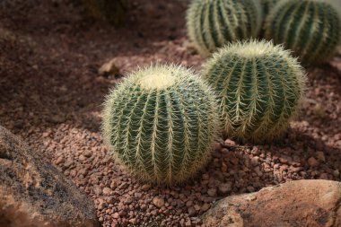 Echinocactus, Fıçı kaktüsü, yeşil saplı, yuvarlak şekilli ve sarı dikenli, kayalık bahçesinde beyaz çakıl taşlarıyla süslenmiş büyük sulu bir bitki..