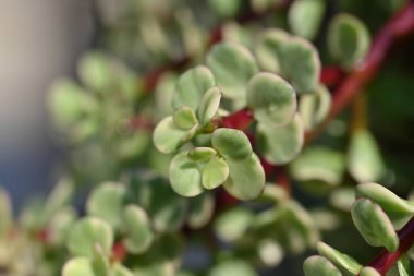 Portekiz afrasının yakın çekimi, yeşil ve sarı karışımı gösteren etli yapraklı küçük bir sulu çeşidi. Bitkinin eşsiz rengi onu herhangi bir sulu bitkiye çarpıcı bir ilave yapar..