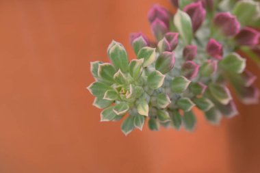 Ritchiei Euphorbia 'nın renkli yapraklı yakın çekimi. Bahçeyi süslemek için doğal yumuşak ışığı olan renkli sulu bir bitki..