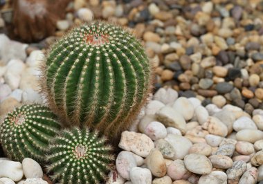 Parodia kaktüsünün ya da Eriocactus 'un yakın çekimleri yuvarlak şekilli ve sivri dikenli bitkilere benzer. Süs bitkisi bahçeyi süslemek için kullanılıyor..