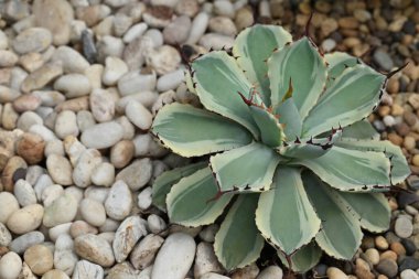 Agave 'in yakın çekimi, yeşil ve sarı karışımlı etli sulu bir bitki, kısa bir gövde ve rosette formları. Marjinal yaprakların kırmızı dikenleri var..