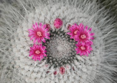 Mammillaria kaktüsünün yakın çekimi, ince beyaz dikenlerle kaplı yuvarlak bir kaktüs, üzerinde canlı pembe çiçekler, kaktüslerin ve narin çiçeklerinin karmaşık detaylarını vurguluyor..