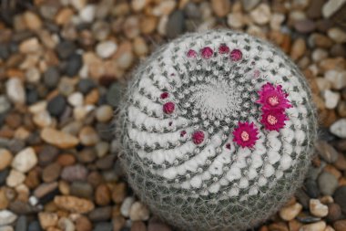Mammillaria kaktüsünün yakın çekimi, ince beyaz dikenlerle kaplı yuvarlak bir kaktüs, üzerinde canlı pembe çiçekler, kaktüslerin ve narin çiçeklerinin karmaşık detaylarını vurguluyor..