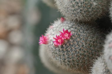 Mammillaria kaktüsünün yakın çekimi, ince beyaz dikenlerle kaplı yuvarlak bir kaktüs, üzerinde canlı pembe çiçekler, kaktüslerin ve narin çiçeklerinin karmaşık detaylarını vurguluyor..