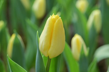 Yeşil yapraklar ve arka planda bulanık lalelerle çevrili sarı bir lalenin yakın çekimi yumuşak ve renkli bir bahar manzarası yaratır..