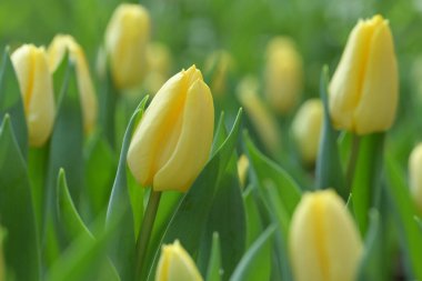 Yeşil yapraklar ve arka planda bulanık lalelerle çevrili sarı bir lalenin yakın çekimi yumuşak ve renkli bir bahar manzarası yaratır..