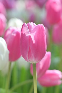 Yeşil yapraklar ve arka planda bulanık lalelerle çevrili pembe lalenin yakın çekimi yumuşak ve renkli bir bahar manzarası yaratır..