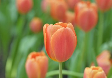 Yeşil yapraklar ve arka planda bulanık lalelerle çevrili turuncu bir lalenin yakın çekimi yumuşak ve renkli bir bahar manzarası yaratır..