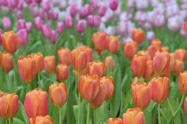 Turuncu lalelerden oluşan bir tarla, doğal güzelliklerle parıldayan neşeli bir bahar manzarası yaratır. Doğa ve çiçek severler için mükemmeldir..