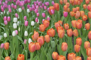 Turuncu lalelerden oluşan bir tarla, doğal güzelliklerle parıldayan neşeli bir bahar manzarası yaratır. Doğa ve çiçek severler için mükemmeldir..