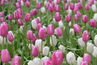 Beyaz ve pembe lalelerden oluşan canlı bir tarla doğal güzellikle parlayan neşeli ve renkli bir bahar manzarası yaratır. Doğa ve çiçek severler için mükemmeldir..