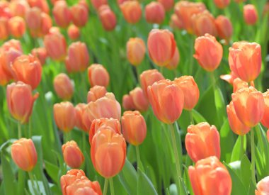 Turuncu lalelerden oluşan bir tarla, doğal güzelliklerle parıldayan neşeli bir bahar manzarası yaratır. Doğa ve çiçek severler için mükemmeldir..