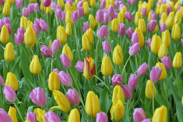Sarı ve pembe lalelerden oluşan canlı bir tarla tamamen çiçek açmış neşeli ve renkli bir bahar manzarası yaratır, doğal güzellikle parlar, doğa ve çiçek severler için mükemmeldir..