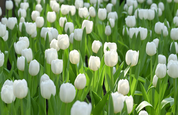 Поле белых тюльпанов в полном цвету создает весенний пейзаж, светящийся природной красотой, идеальный для любителей природы и цветов.