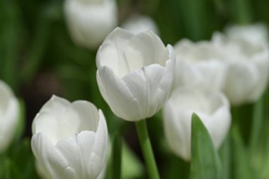 Yeşil yapraklar ve arka planda bulanık lalelerle çevrili beyaz lalenin yakın çekimi yumuşak ve renkli bir bahar manzarası yaratır..